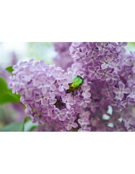 Bilum Loli| Farbverlaufsgarn | Handgefärbte Wolle